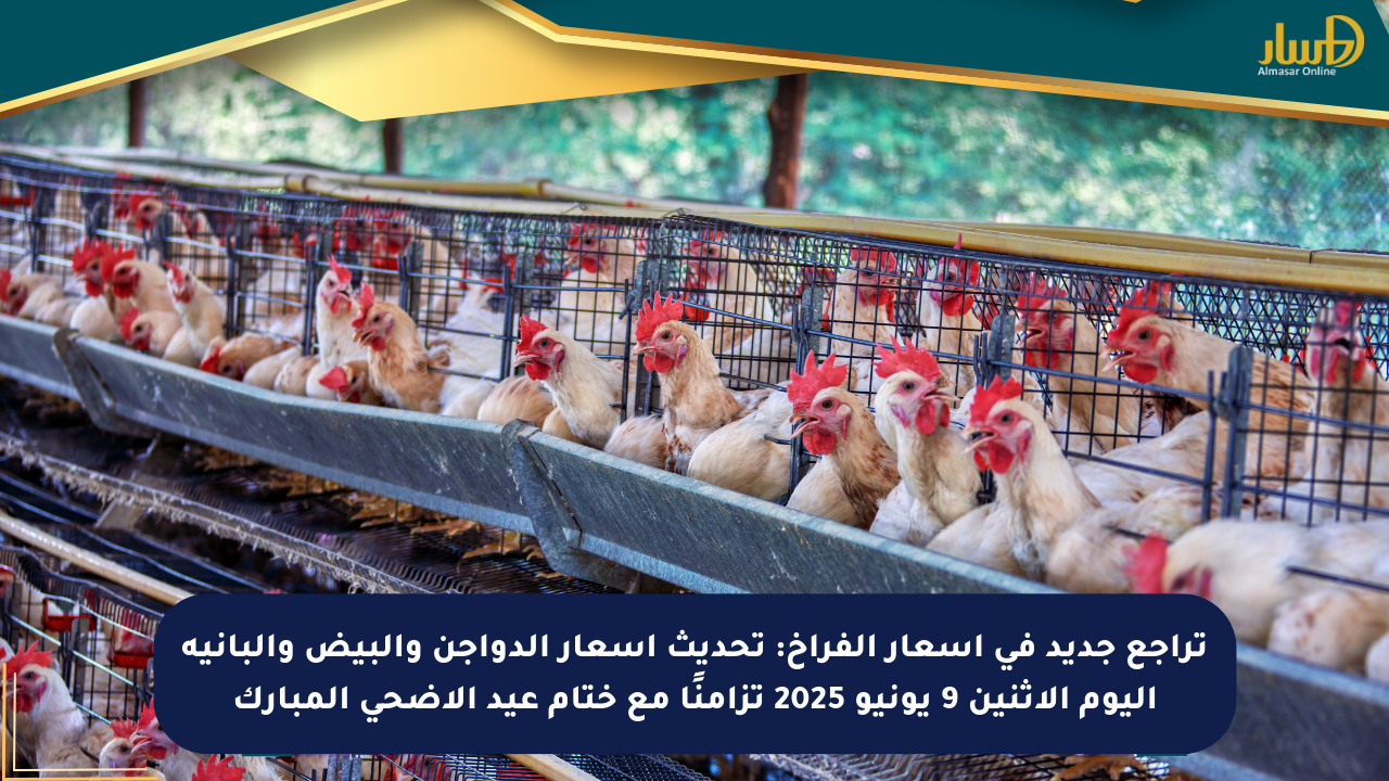 تراجع جديد في أسعار الفراخ: تحديث أسعار الدواجن والبيض والبانية اليوم الاثنين 9 يونيو 2025 تزامنًا مع ختام عيد الأضحى المبارك
